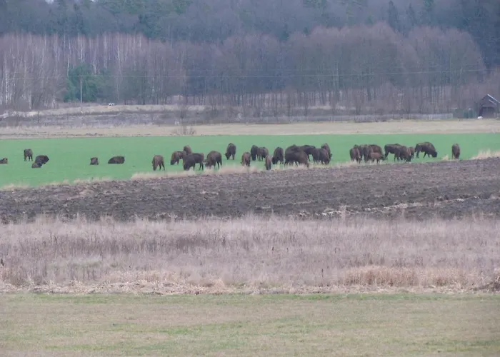 Domek Przy Puszczy Bialowieskiej